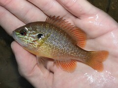 Lepomis megalotis