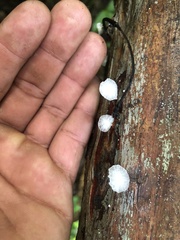 Gloiocephala