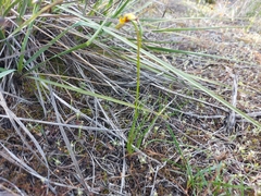 Diuris palustris