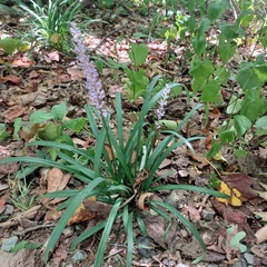 Liriope