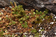 Selaginella densa