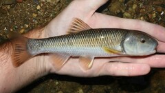 Nocomis leptocephalus