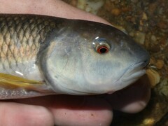 Nocomis leptocephalus