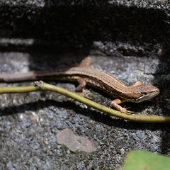 Takydromus tachydromoides