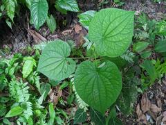 Piper umbellatum