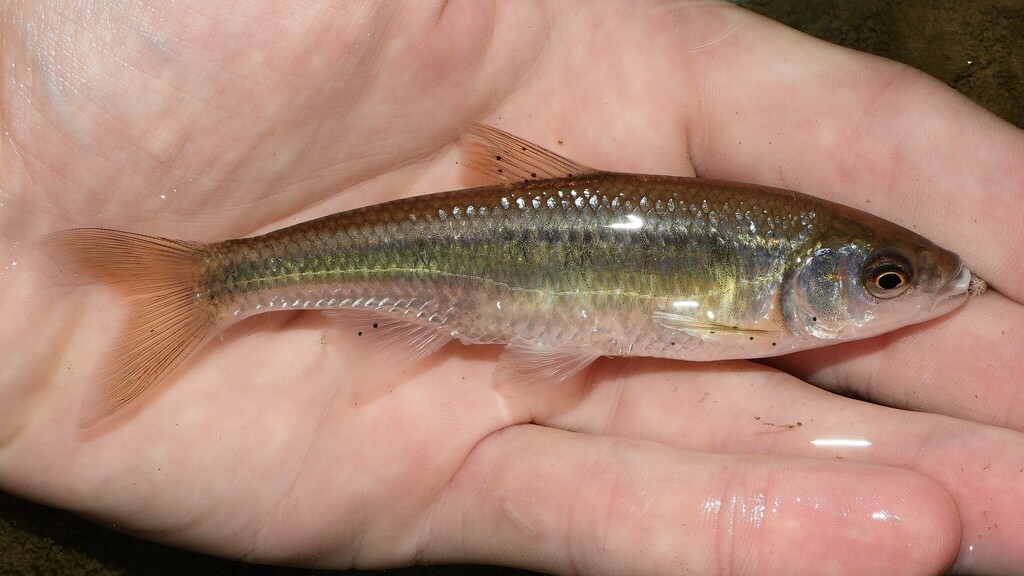 Common Shiner from Frederick County, MD, USA on September 14, 2022 at ...