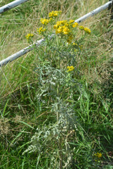 Jacobaea