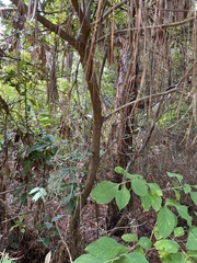Persea borbonia