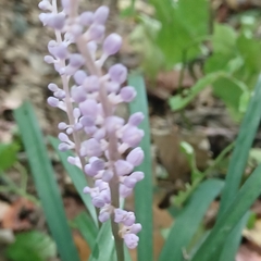 Liriope