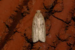 Scythropiodes issikii