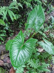 Xanthosoma sagittifolium