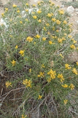 Chrysothamnus viscidiflorus viscidiflorus