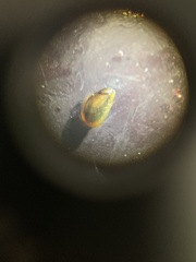 Mytilidae