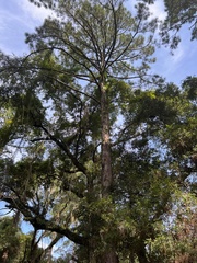 Pinus elliottii