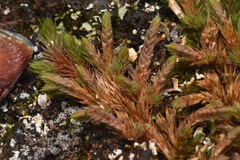 Selaginella densa
