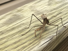 Tenodera angustipennis