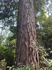 Pinus elliottii