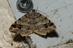 Macaria pinistrobata