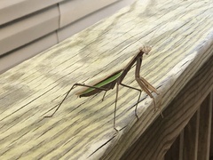 Tenodera angustipennis