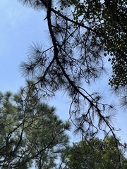 Pinus elliottii