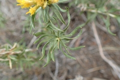 Chrysothamnus viscidiflorus viscidiflorus