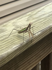 Tenodera angustipennis
