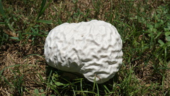 Calvatia lilacina