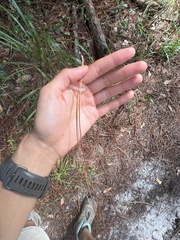 Pinus elliottii