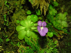 Pinguicula cyclosecta