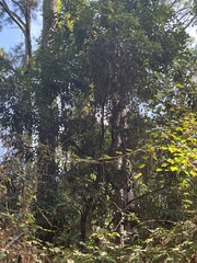 Persea borbonia
