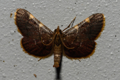 Hypsopygia olinalis