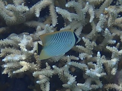Chaetodon trifascialis