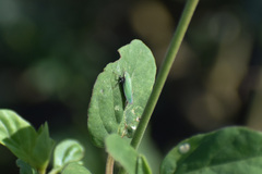 Draeculacephala minerva