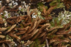 Selaginella densa