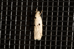 Scythropiodes issikii