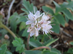 Hydrophyllum occidentale