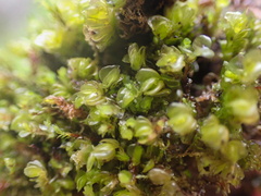 Plagiochila porelloides