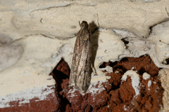 Phycitodes reliquellum