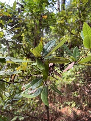 Persea borbonia
