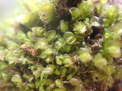 Plagiochila porelloides