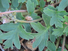 Hydrophyllum occidentale