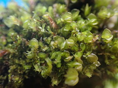 Plagiochila porelloides