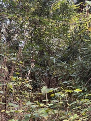 Persea borbonia