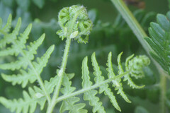 Macrosiphum ptericolens