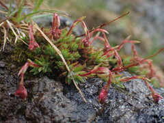 Saxifraga