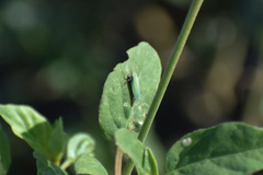 Draeculacephala minerva