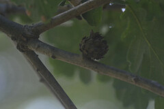 Andricus foecundatrix