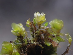 Plagiochila porelloides