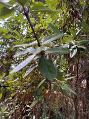 Persea borbonia