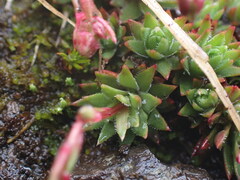 Saxifraga